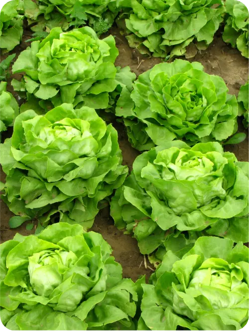 Lettuce